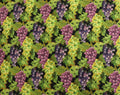 Life Happens Wine Helps Grapes Quilt Fabric by Northcott Fabrics