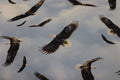 Winged Glory Blue Eagle Toss Quilt Fabric by Northcott Fabrics