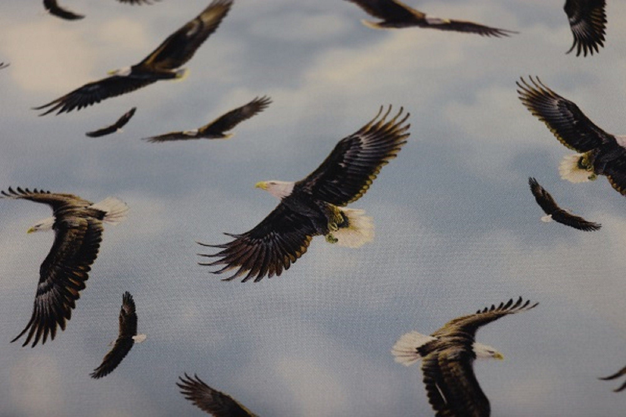 Winged Glory Blue Eagle Toss Quilt Fabric by Northcott Fabrics