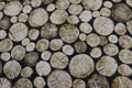 Cabin View Crosscut Logs Quilt Fabric By Northcott Fabrics