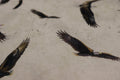 Winged Glory White Eagle Toss Quilt Fabric by Northcott Fabrics