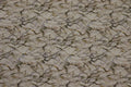 First Frost Twigs Quilt Fabric By Northcott Fabric
