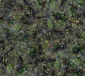 First Light Naturescapes Pine Tree Limbs Quilt Fabric By Northcott Fabrics