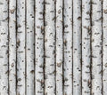First Light Naturescapes Tree Bark Quilt Fabric By Northcott Fabrics