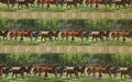 Pleasant Pastures Horses Border Quilt Fabric Yardage By Northcott Fabrics