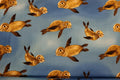 Seal Pups Quilt Fabric By Michael Miller Fabrics