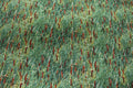 Landscape Medley Green 424 Cat Tails Quilt Fabric By Elizabeth Studio