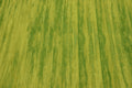 Saturn Stripes Lime Green Quilt Fabric By Kanvas Studios