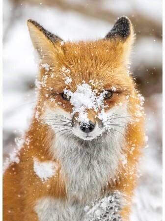 Call of the Wild Fox Quilt Fabric Panel By Hoffman Fabrics