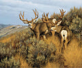 Majestic in Nature Mulies Quilt Fabric Panel By Riley Blake Designs