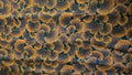 Oriental Brown/Rust Flower Quilt Fabric EMPR-17 Kona Bay Fabrics