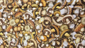 Mushrooms Allover Quilt Fabric by QT Fabrics