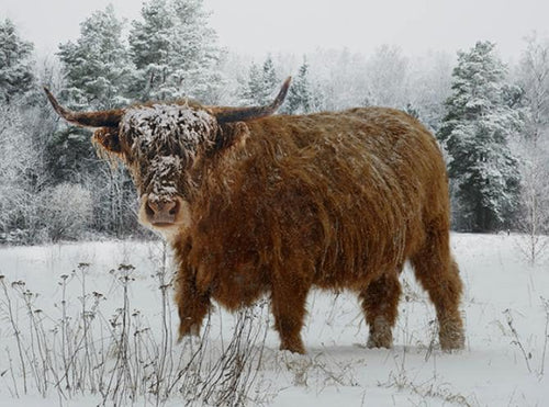 Call of the Wild Caramel Highland Cow Quilt Fabric Panel By Hoffman Fabrics