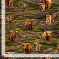 Heather and Highland Meadow Highland Cow Quilt Fabric By Timeless Treasures
